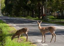 The Town of Wilson is a deer-friendly community.