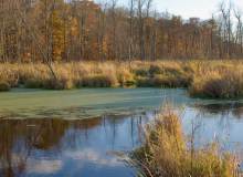 Marsh in Sheboygan County