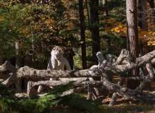 James Tellen Woodland Sculpture Garden