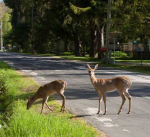 Deer Crossing Street in Black River